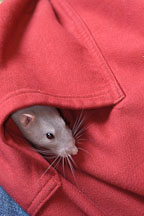 Belly pokes his head out of a pocket. - Photo #4930