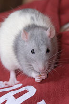 Belly, a blue hooded rat,  eats a treat. - Photo #4931
