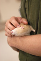 Volunteer Justin Harvey scratches a pet rat behind the ears. The Wonderful World of Rats, San Mateo, California, USA. - Photo #6032