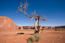 Weathered tree. Monument Valley, Arizona. - Photo #18832