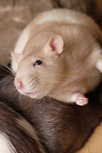 Pictures of Female rats