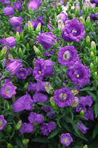 Campanula. Canterbury Bells. 'Champion light blue'. - Photo #1233