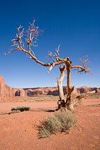 Tree. Monument Valley, Arizona. - Photo #18833