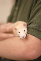 Volunteer Justin Harvey holds an apricot hooded pet rat. The Wonderful World of Rats, San Mateo, California, USA. - Photo #6034