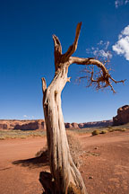 Tree remains. Monument Valley, Arizona. - Photo #18834