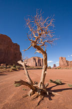 Barren tree. Monument Valley, Arizona. - Photo #18835