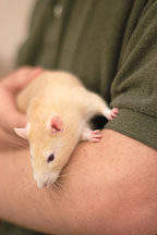 Volunteer Justin Harvey holds an apricot hooded pet rat. The Wonderful World of Rats, San Mateo, California, USA. - Photo #6035