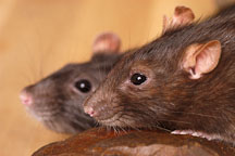 Two brown hooded rats. - Photo #5935
