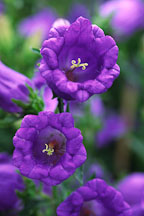 Campanula. Canterbury Bells. 'Champion light blue'. - Photo #1236