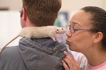 Touching noses with a pet rat. The Wonderful World of Rats, San Mateo, California, USA. - Photo #6036