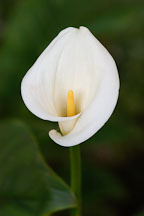 Calla lily, Zantedeschia aethiopica - Photo #3237