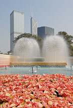 Poinsettia flower bed in front of fountains. Hong Kong Park, Hong Kong, China. - Photo #16439