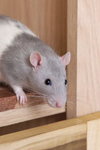 Belly, a male blue hooded pet rat. - Photo #4904