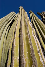Cardon. Pachycereus pringlei. - Photo #5304