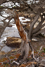 Monterey cypress, Cupressus macrocarpa. 17-Mile drive, California, USA. - Photo #4804