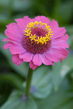 Zinnia elegans. - Photo #4404