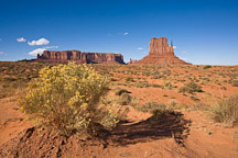 Yellow flowers before West Mitten and Sentinel Mesa. Monument Valley, Arizona. - Photo #18840