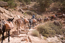 Mules carrying supplies. Grand Canyon NP, Arizona. - Photo #17440