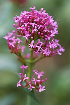 Centranthus ruber. Red valerian. - Photo #2142
