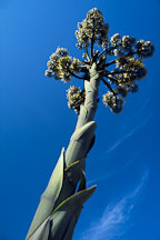 Giant flowering agave. California, USA. - Photo #1244