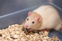 An apricot hooded male rat available for adoption. The Wonderful World of Rats, San Mateo, California, USA. - Photo #6046