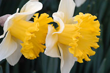 Narcissus 'Las Vegas', Daffodil. - Photo #3046