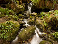 Trillium Falls. Redwood National Park, California. - Photo #28846