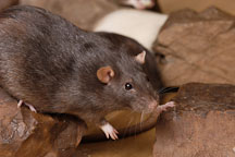 Brown self rat. - Photo #5947