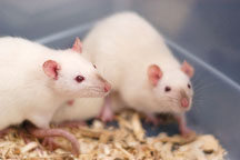 Two Himalayan pet rats available for adoption. The Wonderful World of Rats, San Mateo, California, USA. - Photo #6047