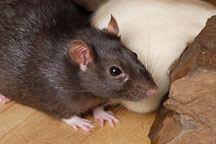 Brown self rat. - Photo #5948