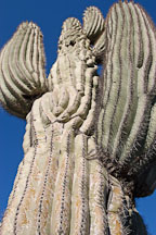 Saguaro Cactus, Cereus giganteus - Photo #5349