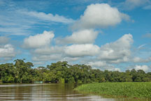 Tortuguero National Park, Costa Rica. - Photo #14049