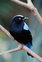 Asian Fairy Bluebird. Irena puella. - Photo #16505