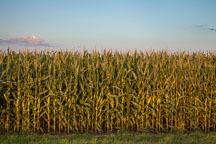Corn growing in Iowa. - Photo #33050