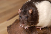 Audrey, a brown hooded rat. - Photo #5953