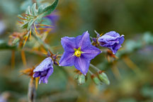 Solanum pyracanthum. - Photo #1955