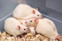 An apricot hooded rat crowds together with several Himalayans. The Wonderful World of Rats, San Mateo, California, USA. - Photo #6058