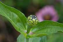 Zinnia bud. - Photo #2059