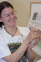A volunteer holds up an adoptable rat. The Wonderful World of Rats, San Mateo, California, USA. - Photo #6006