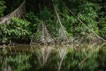 Tortuguero, Costa Rica. - Photo #14061