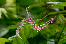 Cloudforrest flower. - Photo #14161
