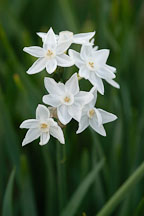 Narcissus papyraceus, Paperwhite Daffodil. - Photo #2962