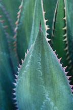 Agave - Photo #2663
