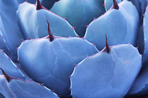 Agave. - Photo #664