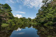 River running through Tortuguero National Park. Costa Rica. - Photo #14064