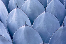 Mescal agave. Agave parryi. - Photo #665