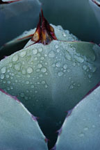Early moning dew on Agave. - Photo #2665