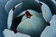 Agave with dew drops. - Photo #2666