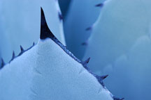 Mescal agave, Agave parryi. - Photo #2667