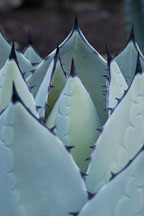 Mescal agave, Agave parryi. - Photo #2668